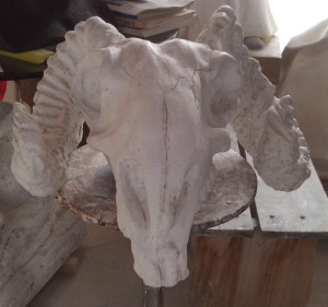 Anatomia LA 13 Teschio di caprone