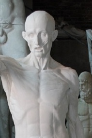 Torso con testa scorticato di Houdon